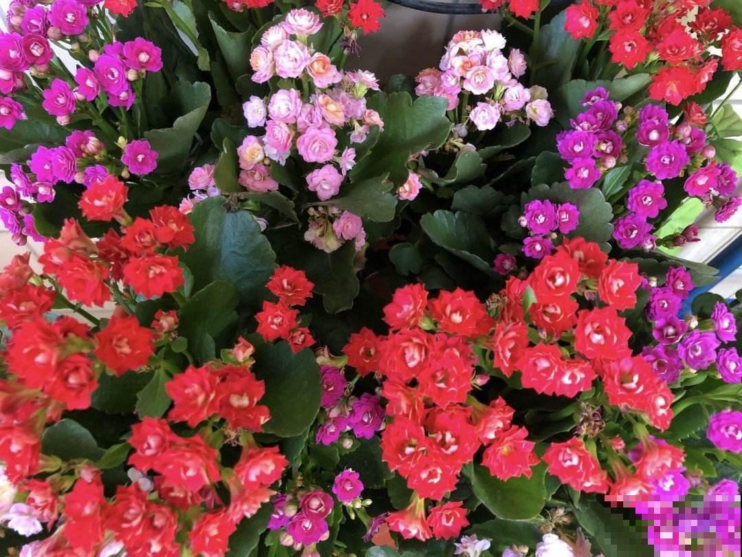 10月养长寿花要做2件事，不然白养大半年，根本不开花