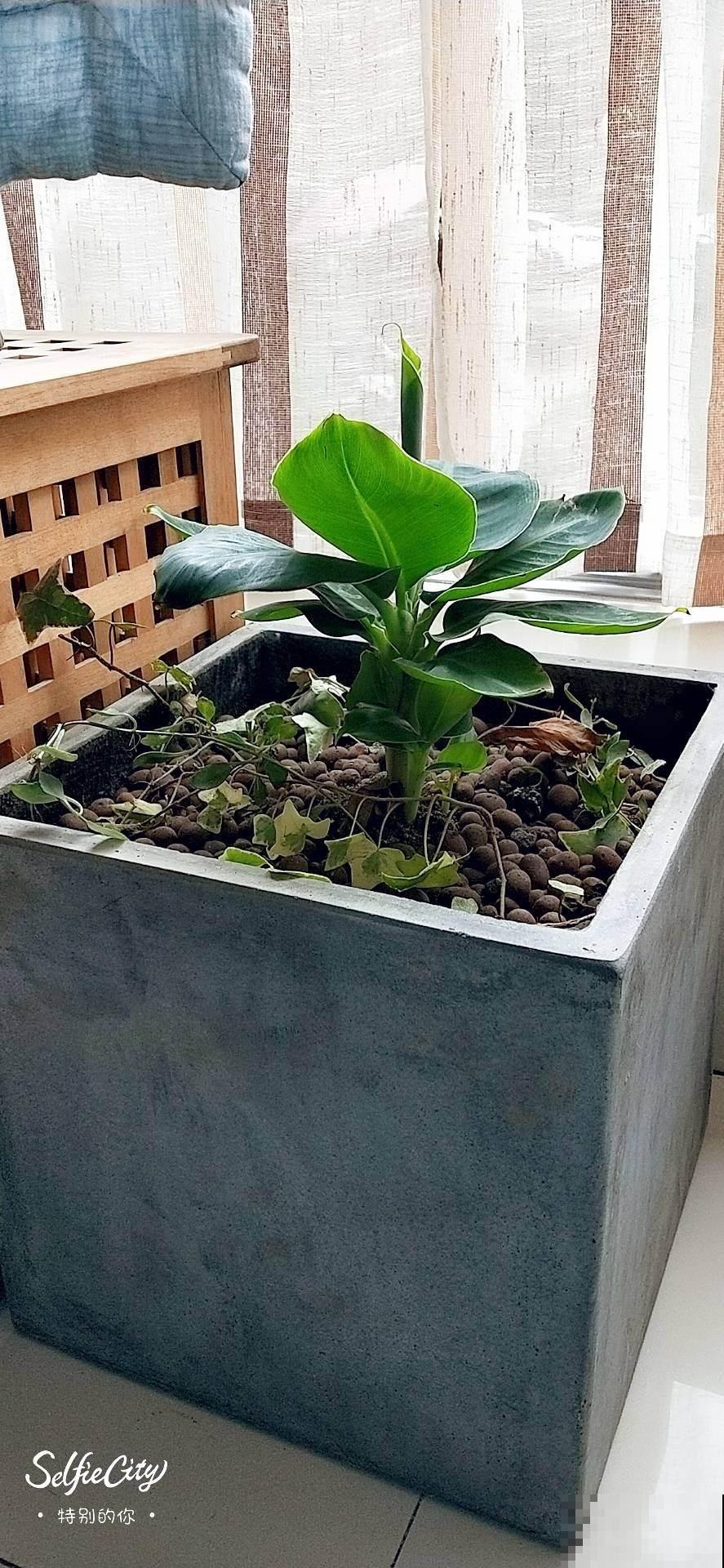 香蕉皮秒变“优质花肥”，老一辈传下来的老办法，花吃了“疯长”