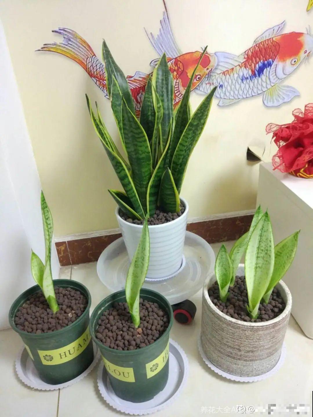 爱“生崽”的花,现在赶紧翻盆,一盆变多盆还能挣钱 爱“生崽”的花,现在赶紧翻盆,一盆变多盆还能挣钱