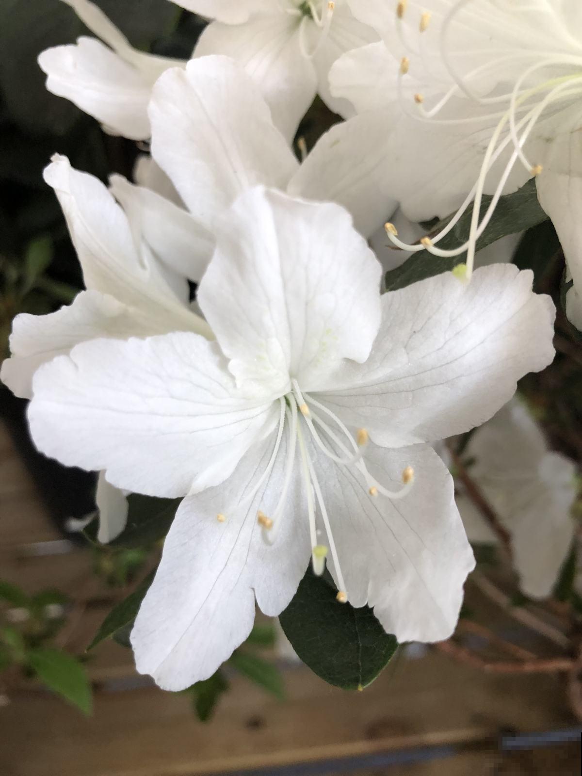 中国10大名花排行榜,快来看看,你喜欢的花卉上榜了吗 中国10大名花排行榜,快来看看,你喜欢的花卉上榜了吗