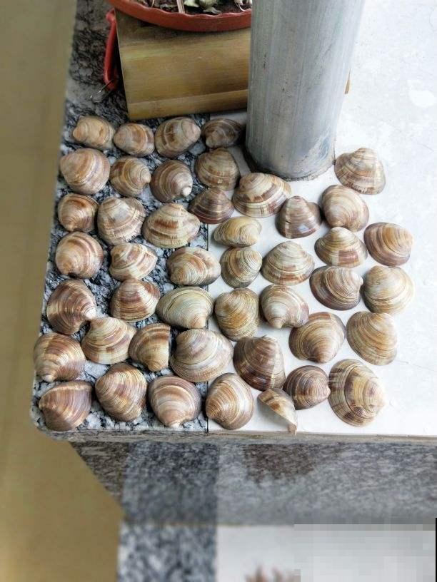 别只会用营养土，4种东西加土里，营养和透气性超级加倍