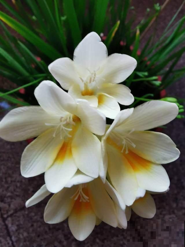 大牌香水的源头,令人热捧的"香水花",满屋子都是香味 大牌香水的源头,令人热捧的"香水花",满屋子都是香味