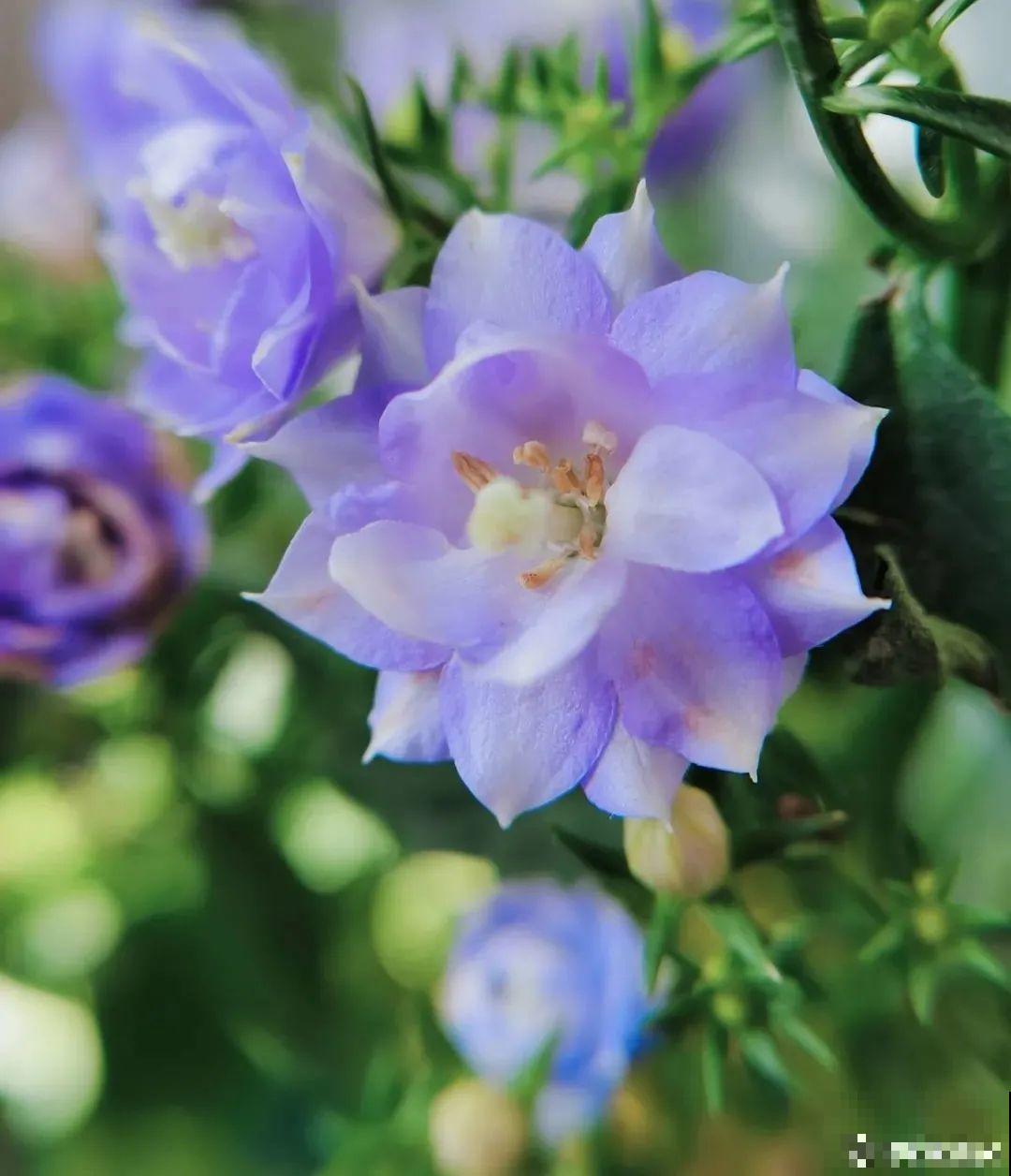 今冬最火网红花,密密麻麻“风铃”花苞,气质十足有格调! 今冬最火网红花,密密麻麻“风铃”花苞,气质十足有格调!