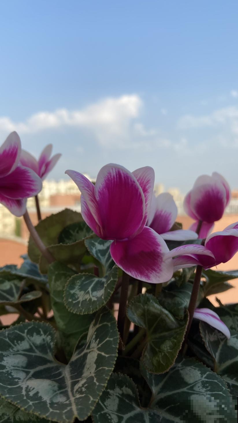 仙客来被誉为“盆花之王”,有寄托美祝愿的寓意,好看又好养 仙客来被誉为“盆花之王”,有寄托美祝愿的寓意,好看又好养