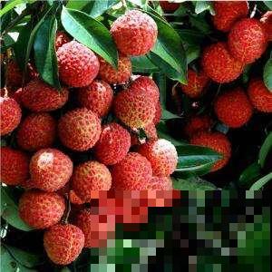 6种高热量水果，一吃就胖，你中招了没