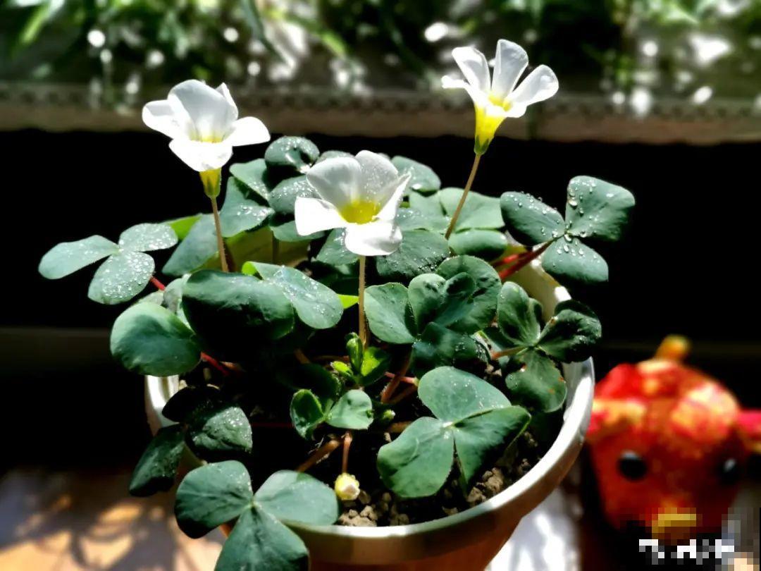 1种小草花名叫酢浆草，花量大，花期长，一盆还能变多盆