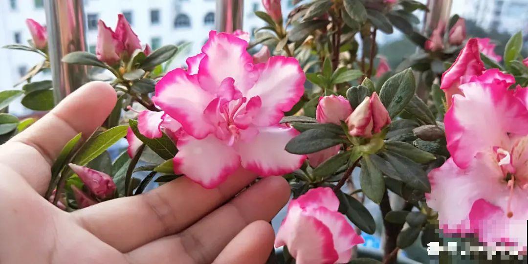 养花“急救”方法，1步搞定，别越拖越严重！