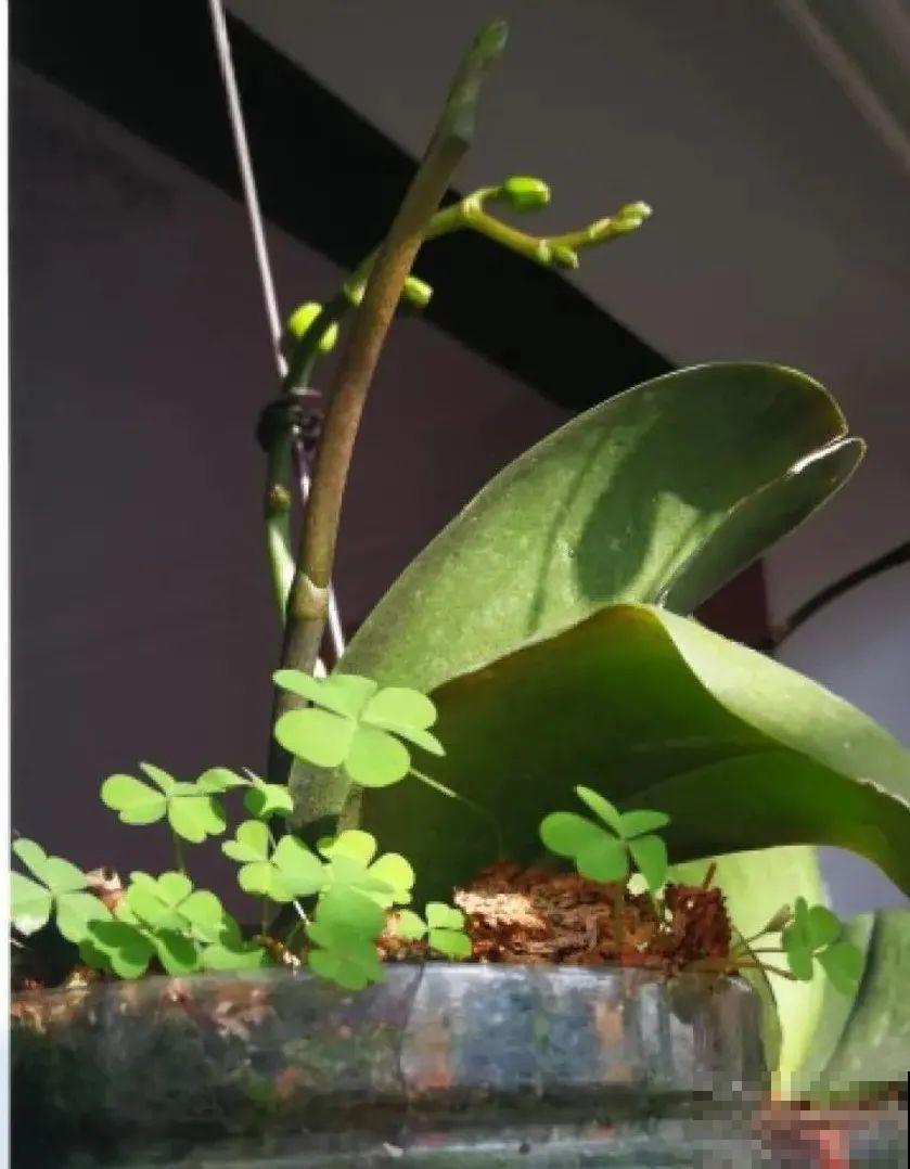 养花一直不开花,给他套个黑塑料袋,花苞呼呼冒 养花一直不开花,给他套个黑塑料袋,花苞呼呼冒