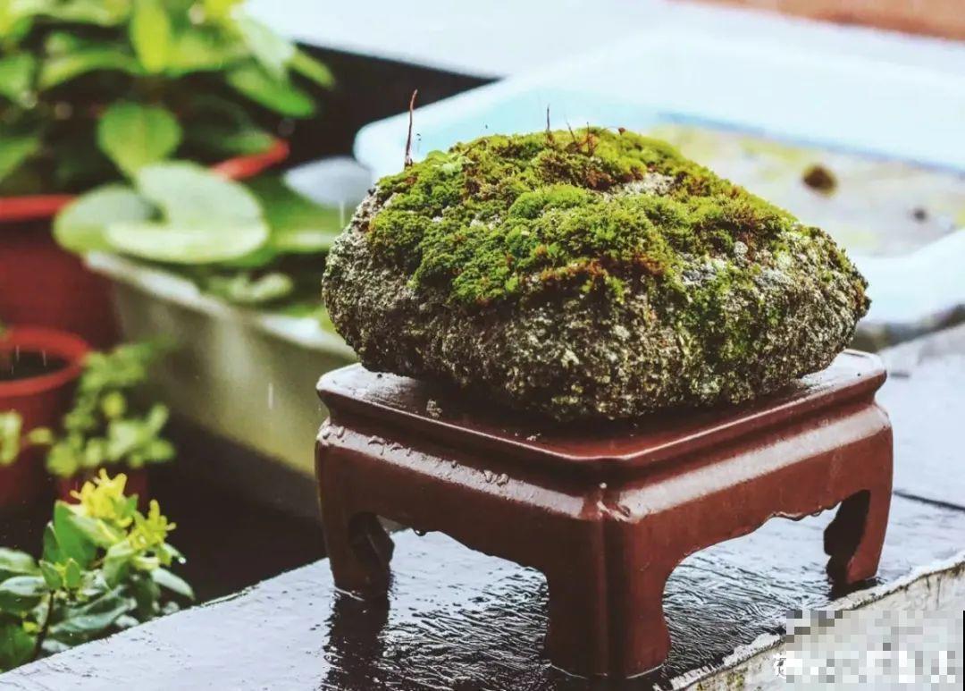 5种花盆,闷根又烂根,一养花就死掉 5种花盆,闷根又烂根,一养花就死掉