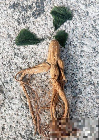 东北花虽少，但中草药一抓一大把，价值一下子就上去了