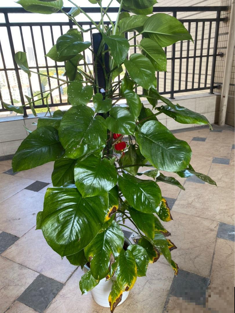 不用花钱买的3种花,去邻居家剪个枝,插在土里就能活 不用花钱买的3种花,去邻居家剪个枝,插在土里就能活