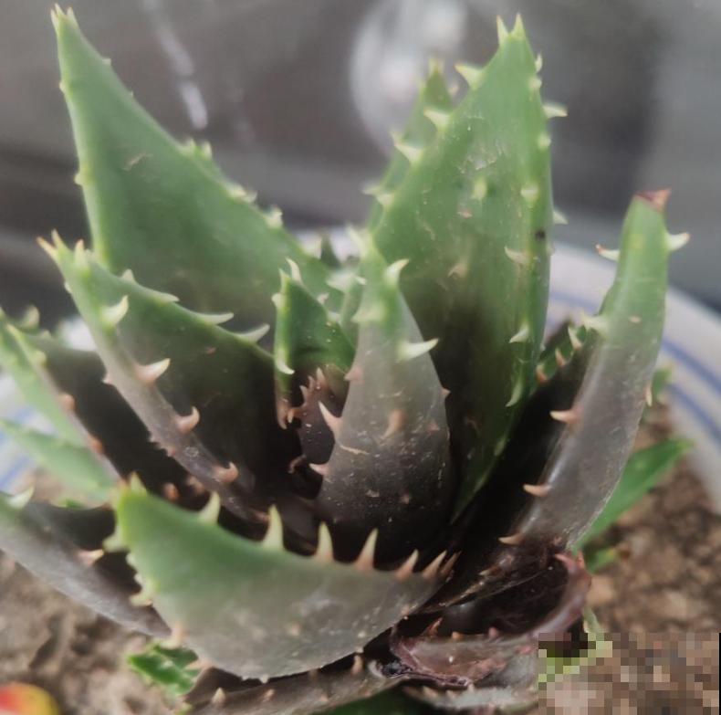 1种绿植被称作“家庭小药箱”,净化空气效果好,养人养身心 1种绿植被称作“家庭小药箱”,净化空气效果好,养人养身心