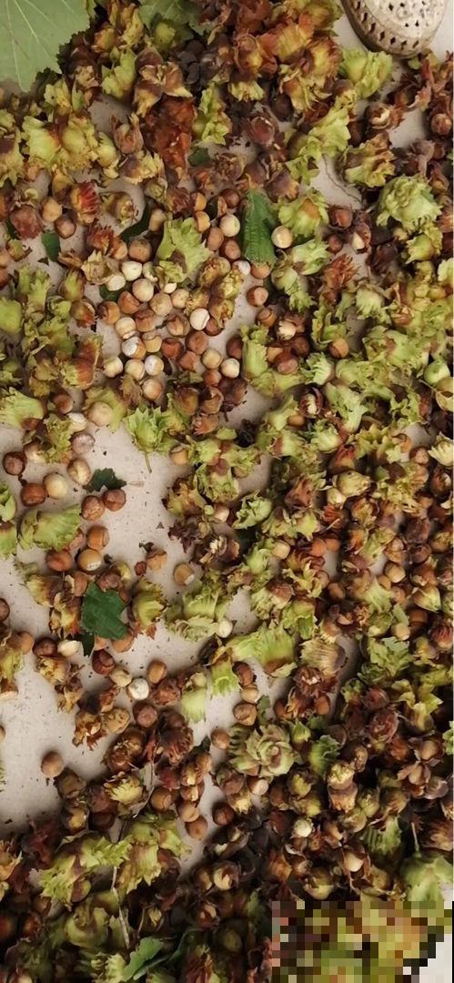 秋冬要多吃坚果,掌握5个妙招,坚果想吃就吃 秋冬要多吃坚果,掌握5个妙招,坚果想吃就吃