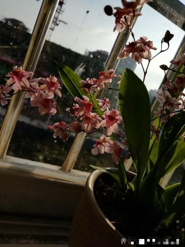 秋冬养盆“梦香兰”,花开一串满屋飘香,关键还耐阴 秋冬养盆“梦香兰”,花开一串满屋飘香,关键还耐阴