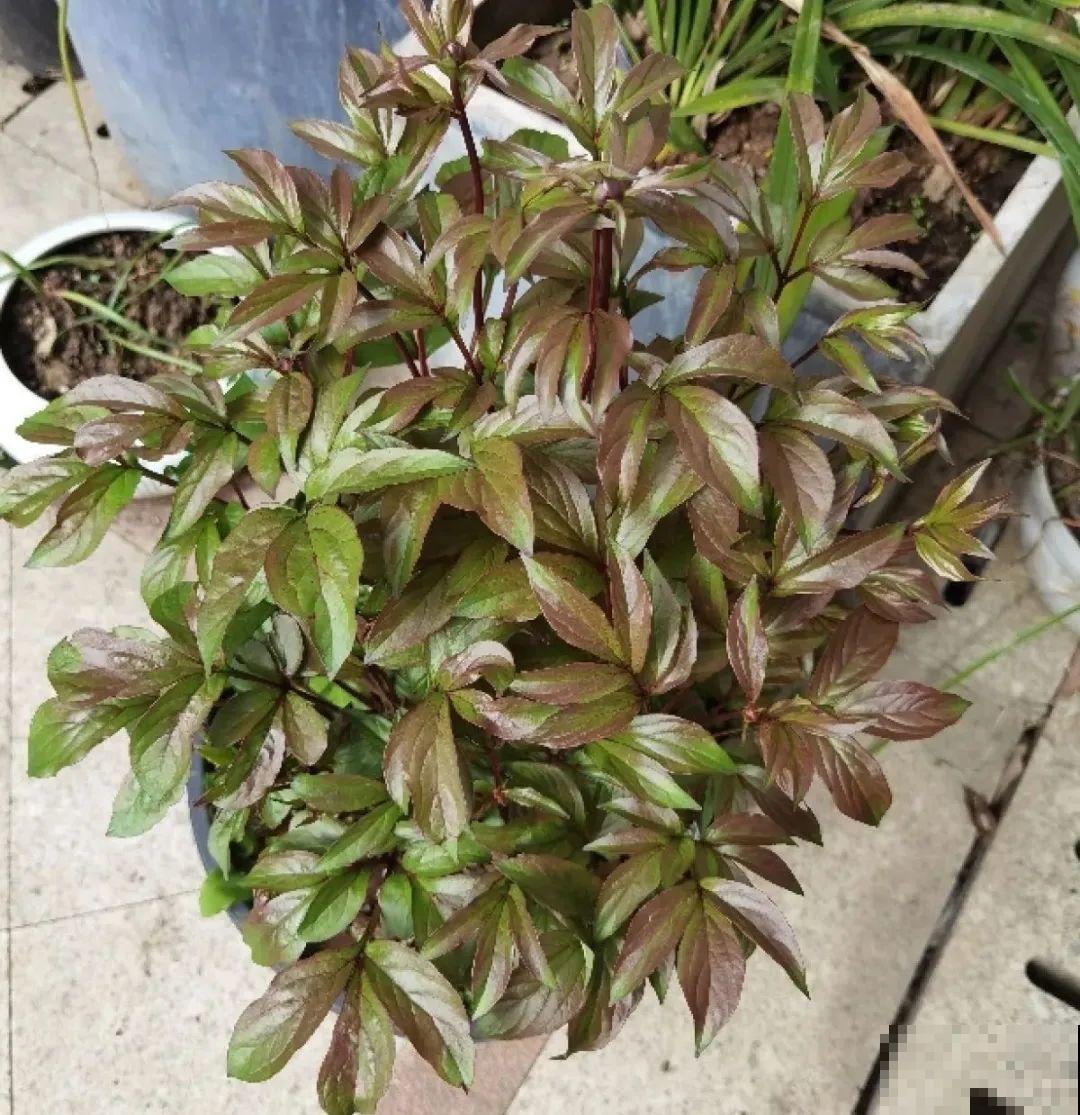 秋天种16种花，冬天就能开爆盆，满盆都是花