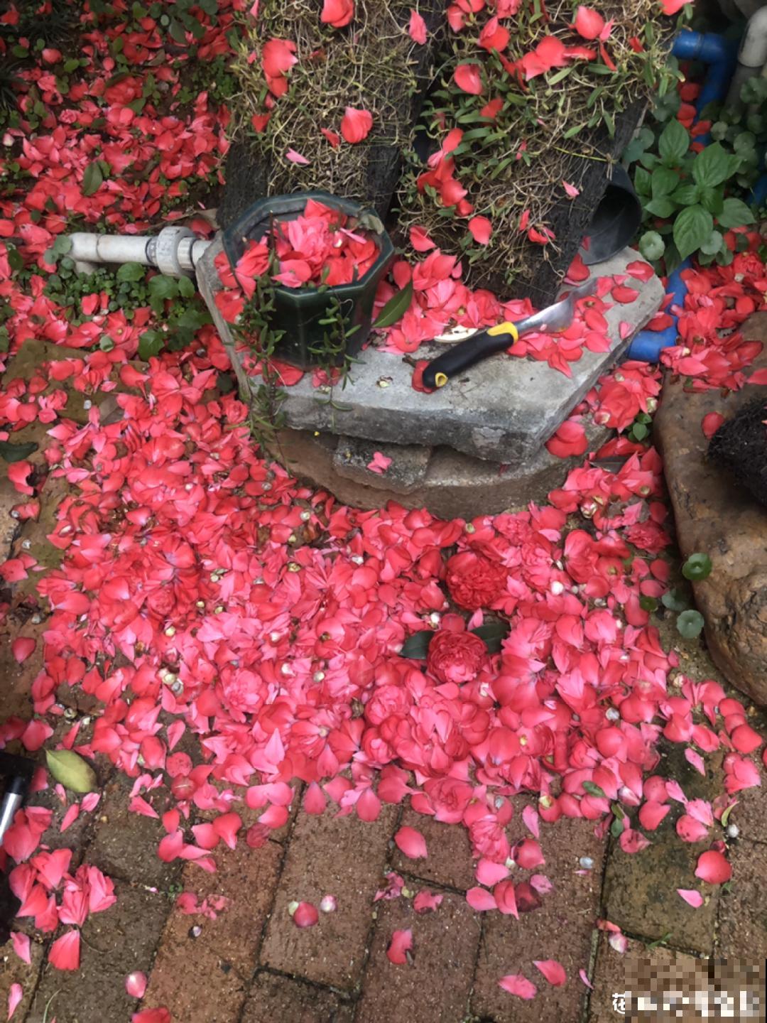 冬天常见的茶花，6个“毛病”经常犯，真难养