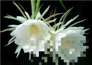 5种植物越养越枯，老手都养不活，再好看也慎养