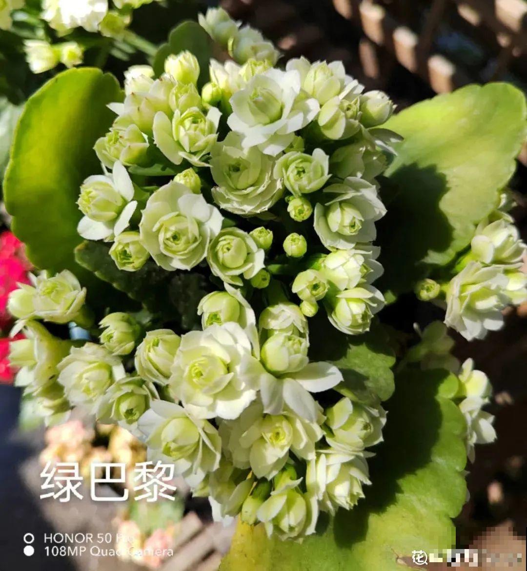 冬天常见的“吉利花”，耐旱皮实花量大，大半年都在开花