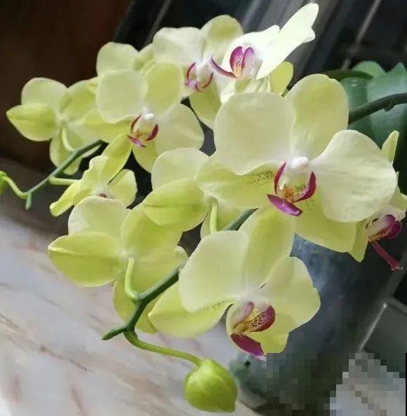 能开大半年的“蝴蝶花”,皮实耐阴好养活,养在家里喜庆热闹 能开大半年的“蝴蝶花”,皮实耐阴好养活,养在家里喜庆热闹