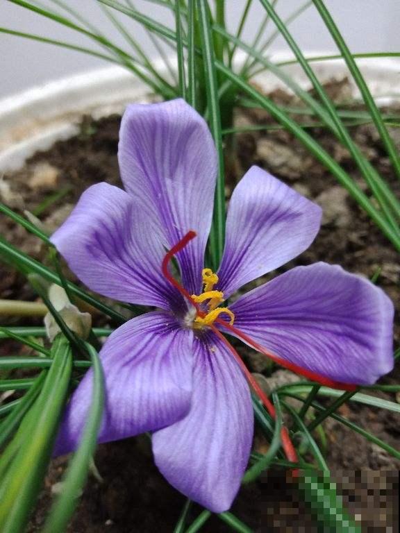 家里有女人，养一盆藏红花，养生美颜效果好