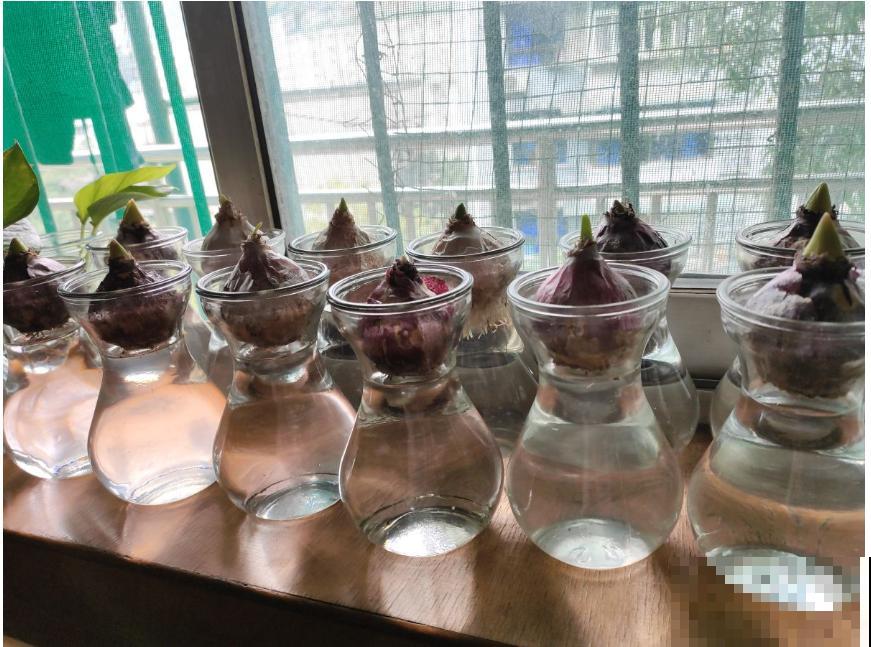 1种花就是“活香水”，一个“洋葱头”放水里，开花满屋飘香