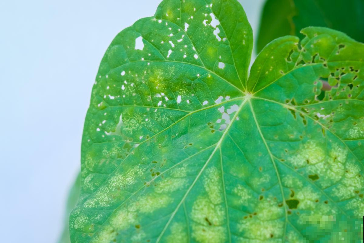 秋天家里养3种花，干干净净不生虫，省了一笔杀虫药钱