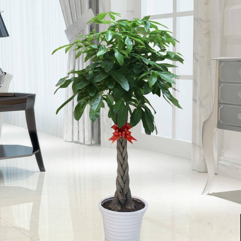 5种大型植物，养护简单不挑环境，家里就能养