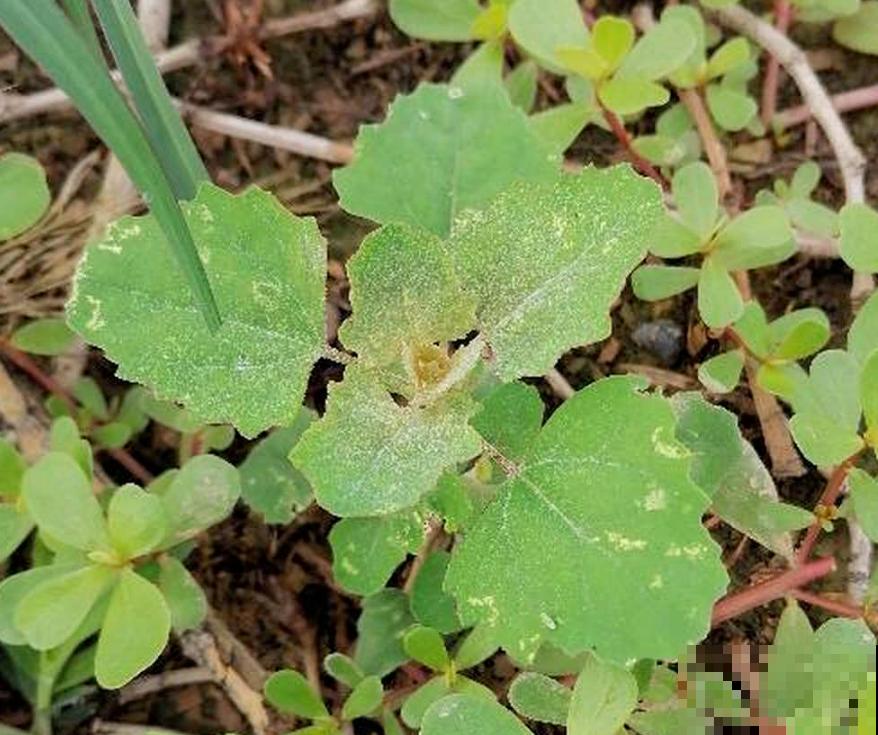 常见的5种野菜,见到了就拔回家,好吃解腻还不花钱 常见的5种野菜,见到了就拔回家,好吃解腻还不花钱