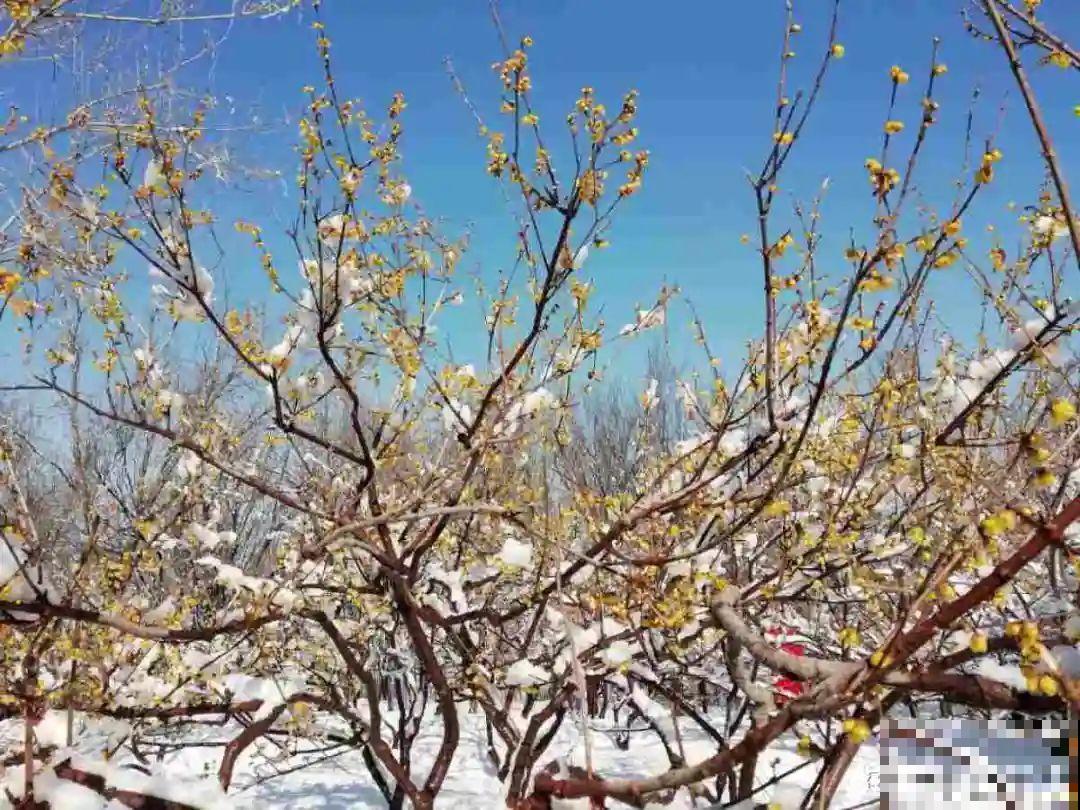 带着父母回农村，把老院子种满花，过简单生活