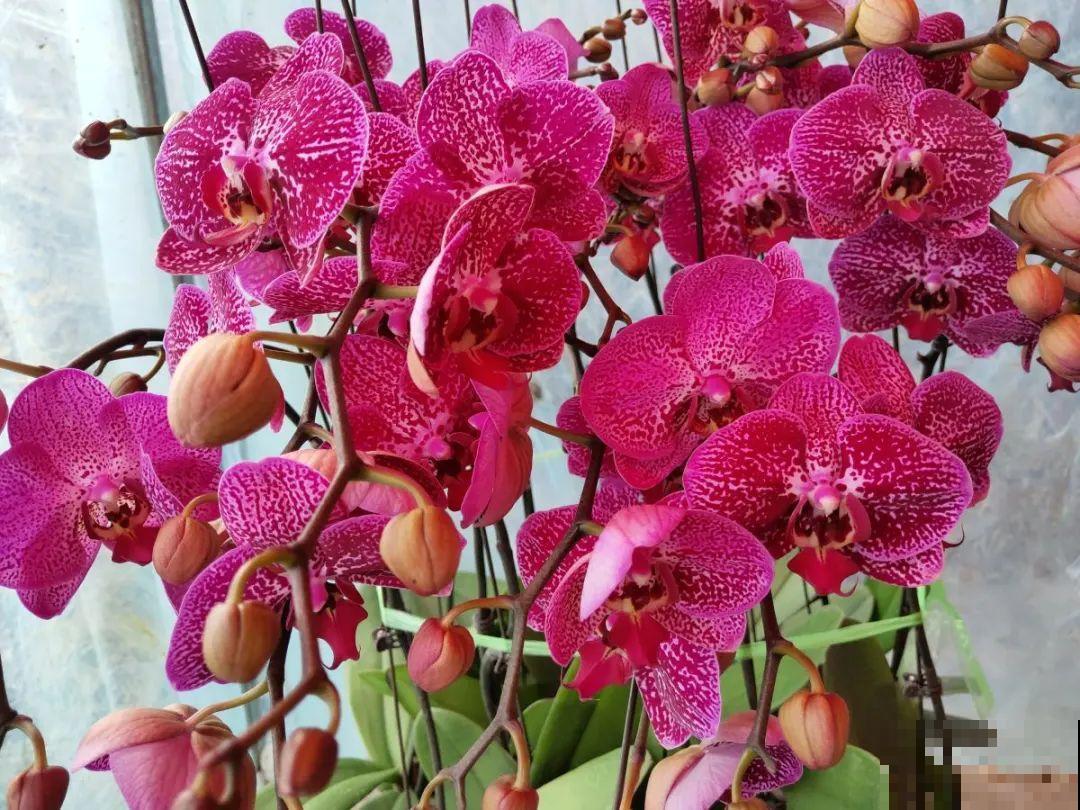 养花“急救”方法，1步搞定，别越拖越严重！