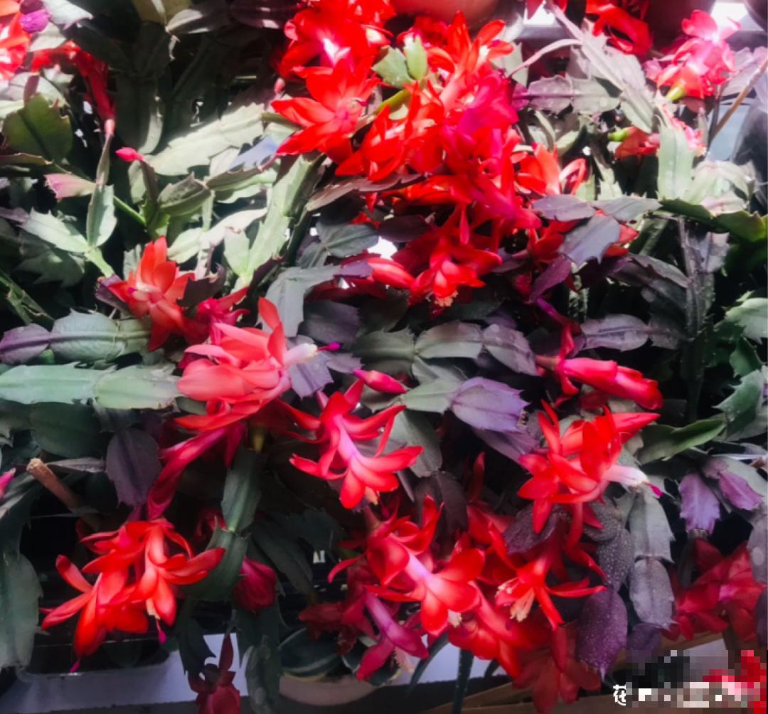 入秋一盆水,休眠的花“醒了”,猛长大花苞 入秋一盆水,休眠的花“醒了”,猛长大花苞