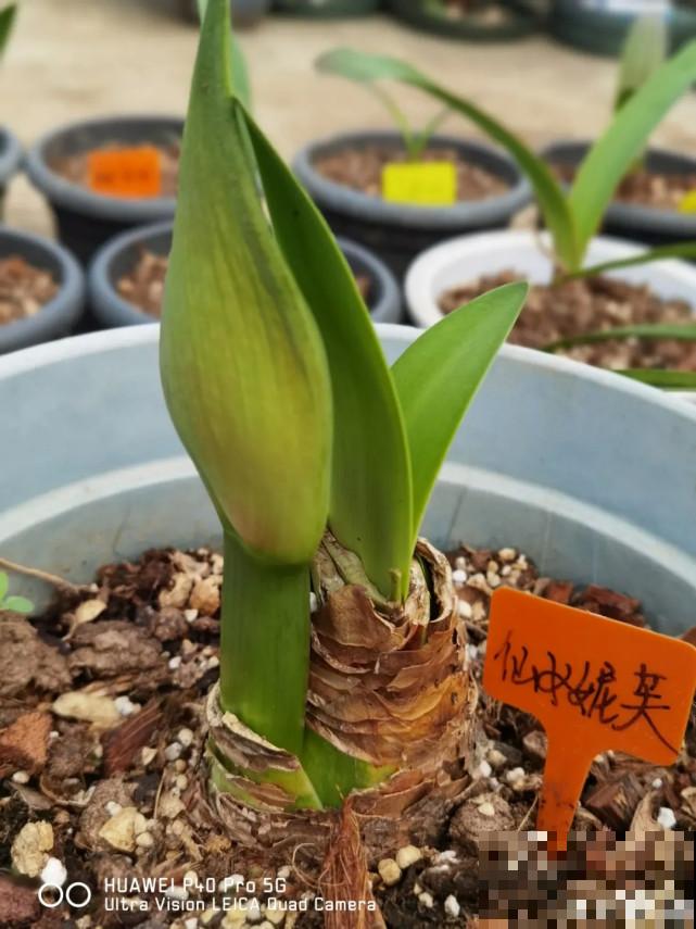 秋天给花补点“猛肥”,嫩芽一茬接一茬,花苞呼呼冒 秋天给花补点“猛肥”,嫩芽一茬接一茬,花苞呼呼冒