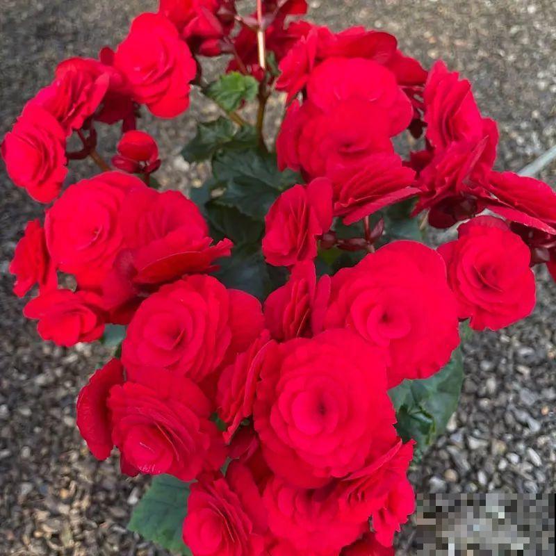 秋冬养盆丽格海棠,花朵像牡丹,有金玉满堂好兆头 秋冬养盆丽格海棠,花朵像牡丹,有金玉满堂好兆头