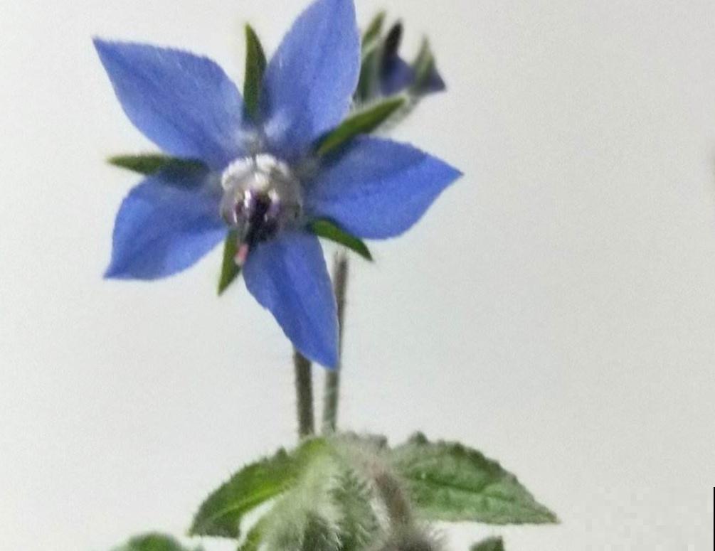 4种花不光有“颜值”，而且是不可多得的美味，好吃还养人