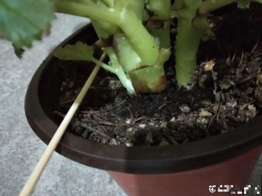 买茶花也要注意“坑”，注意5要点，叶子挺立有精神