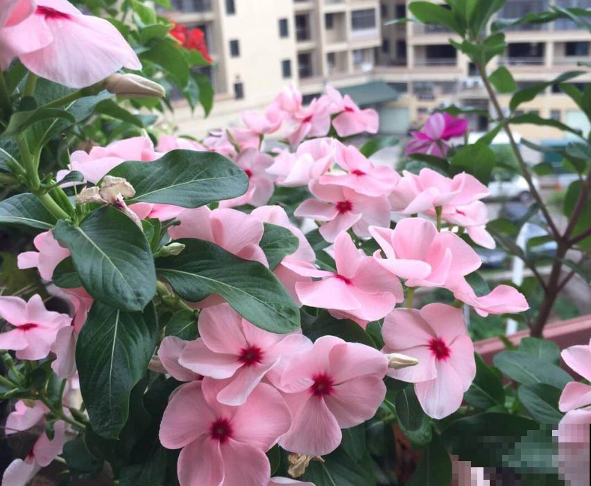 家居必备4种干净花，不招虫易养活，爱干净的人都爱养