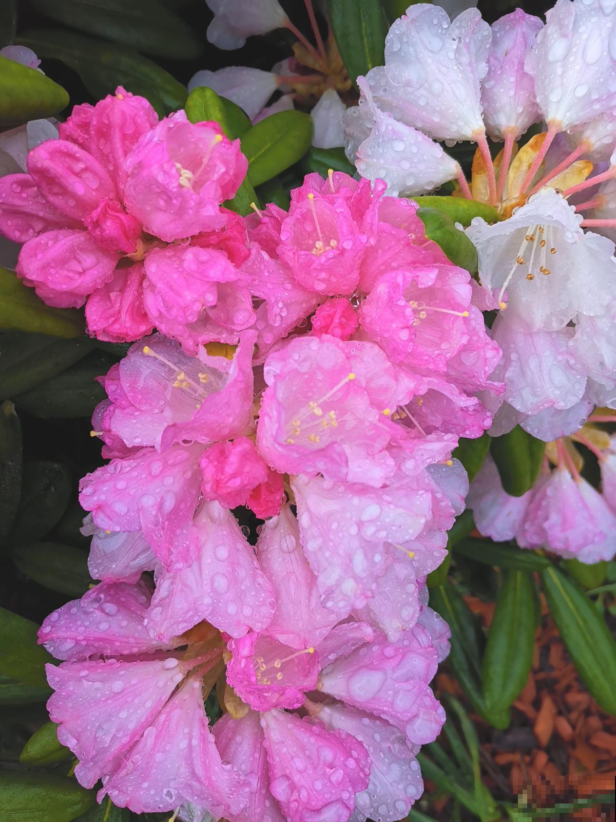 杜鹃花身上有“小机关”,有净化空气的效果,养人养身心 杜鹃花身上有“小机关”,有净化空气的效果,养人养身心