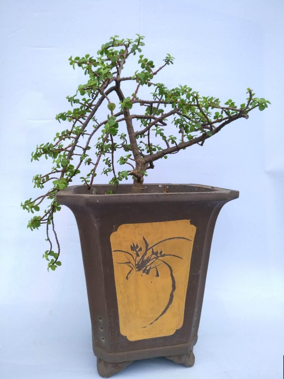 冬天来了,这6种花少浇水,越干燥才长得越好 冬天来了,这6种花少浇水,越干燥才长得越好