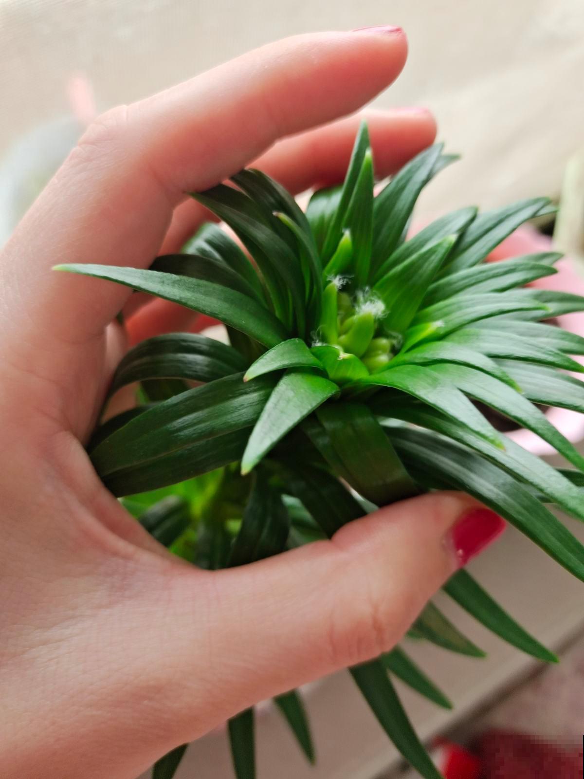 百合花便宜又常见,却被“三个国家”争着做国花,它的魅力太大 百合花便宜又常见,却被“三个国家”争着做国花,它的魅力太大