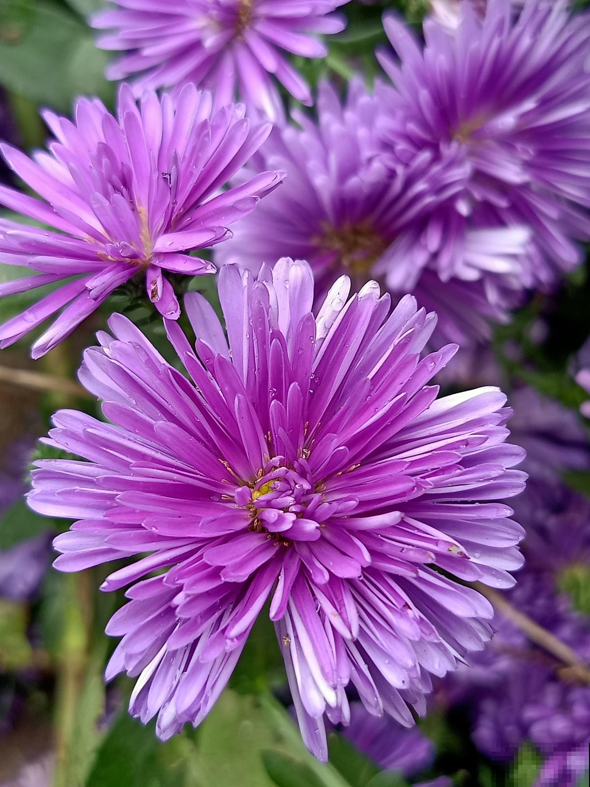 养花等级对照表，“十级”的人太少，6级以上就是“花痴”