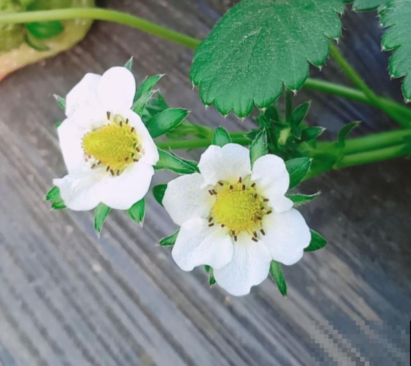 4种常见水果开花,都见过的人还真是不多,你见过几种? 4种常见水果开花,都见过的人还真是不多,你见过几种?