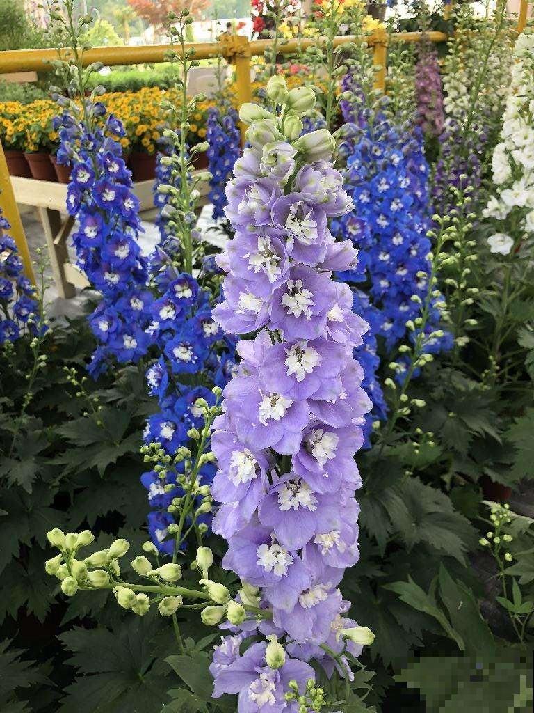 秋天常见的60种花，最全花卉图谱，收藏起来慢慢看