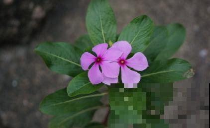 常见的“便宜花”，几块钱买回家，还能养成“棒棒糖”