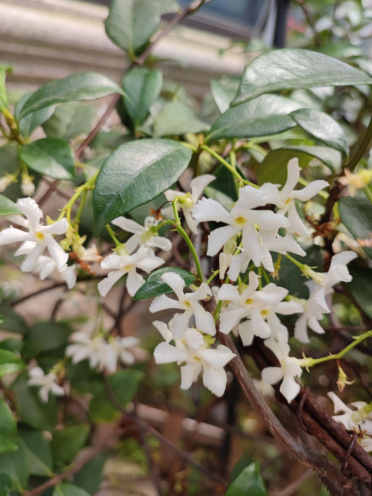 比绿萝还好养的花,半年爬满整面墙,开出花海 比绿萝还好养的花,半年爬满整面墙,开出花海