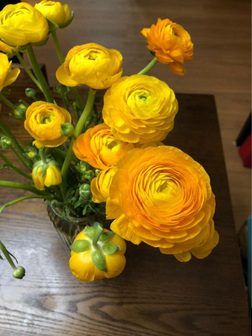 不可多得的“贵气花”,有八方来财的好兆头,养在家里大气上档次 不可多得的“贵气花”,有八方来财的好兆头,养在家里大气上档次