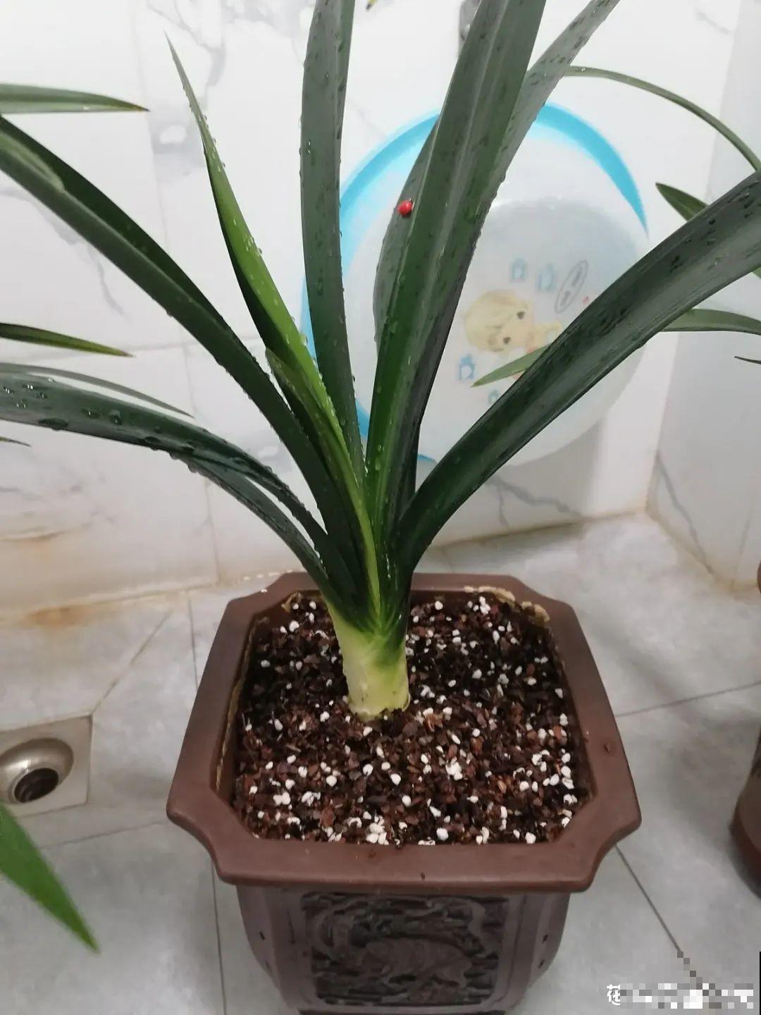 爱“生崽”的花,现在赶紧翻盆,一盆变多盆还能挣钱 爱“生崽”的花,现在赶紧翻盆,一盆变多盆还能挣钱