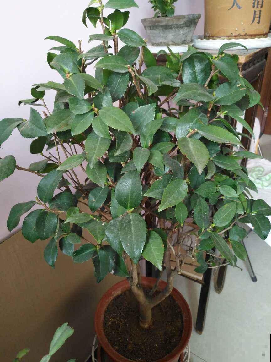 植物会打“暗语”，读懂这2个“暗语”，才能把花养的根壮叶肥