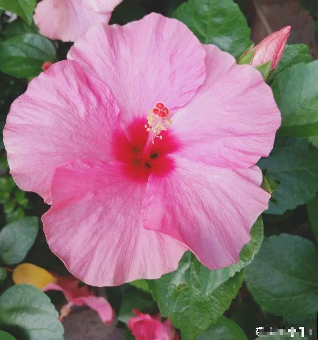 4组花长得太像，实在太容易认错，你能认出几个？