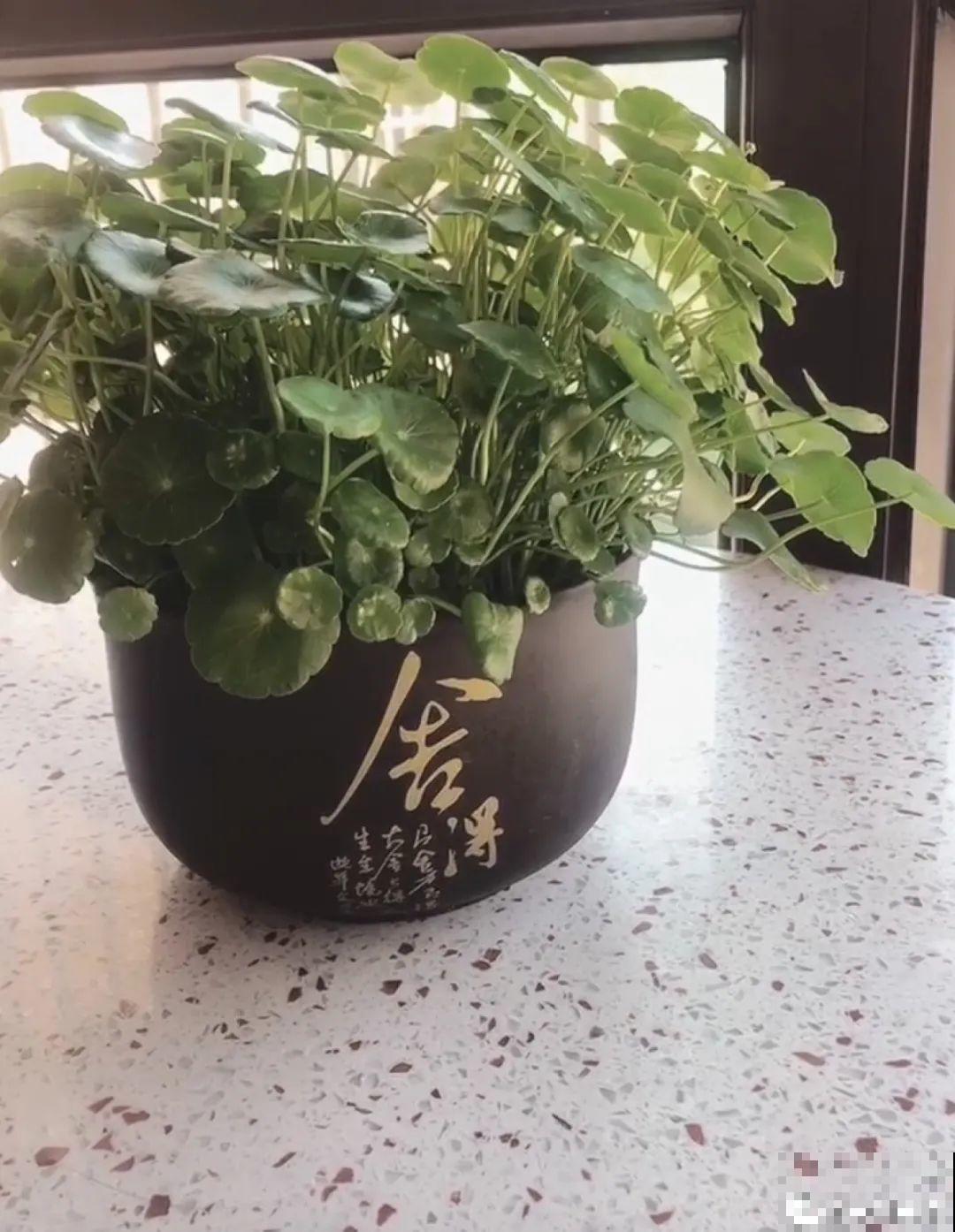 10种“垃圾”不要丢，拿来养花效果好，还能省下一笔钱