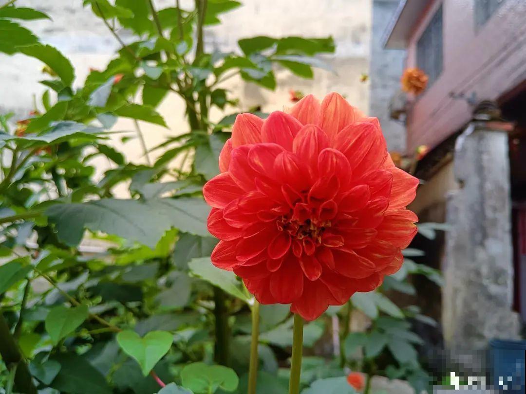 10种花,冬天要休眠,赶紧修剪防冻,才能安全越 10种花,冬天要休眠,赶紧修剪防冻,才能安全越